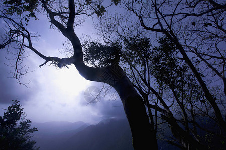 印度果阿森林季风景观图片