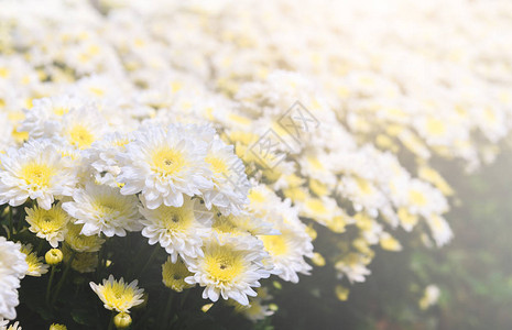 白色菊花与黄色中心图片