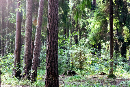 森林中的树木夏季绿色自然图片