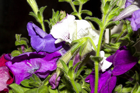 Petunia花朵丰富多彩Petun图片