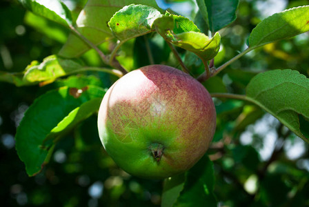 苹果树带有天然小苹果的苹果树图片