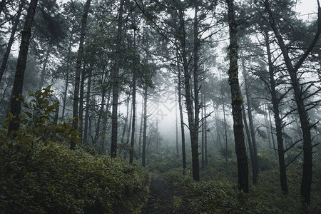 雨季松林中雾松雾路图片