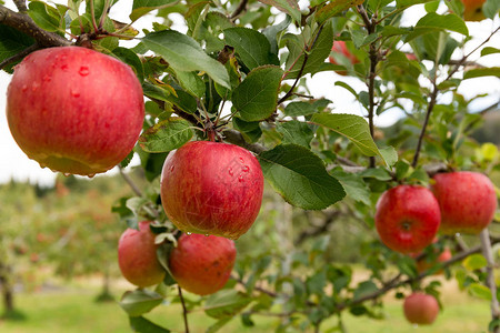 新鲜苹果园图片