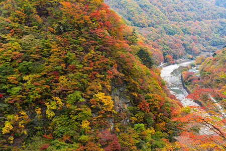 日本秋天的森林和河流图片