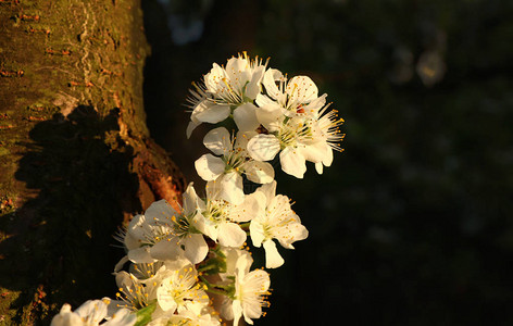 苹果树的一根树枝上开着许多花图片