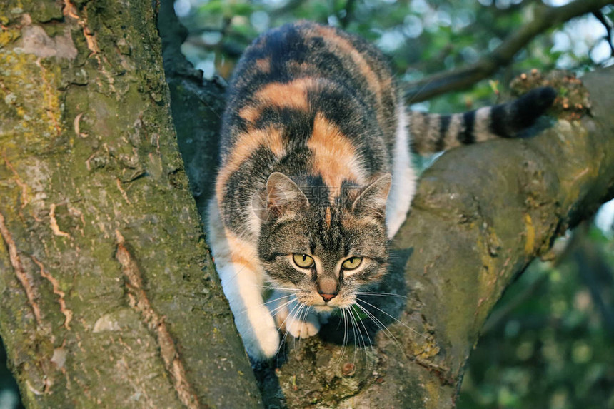 一只从树上跳下来的猫图片