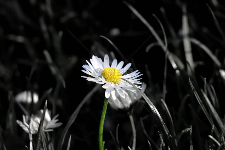 一朵美丽的彩色独奏雏菊在草原中间开花和茎是彩色的图片