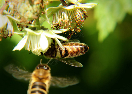 坐着授粉的覆盆子花和其他蜜蜂飞到花丛中图片
