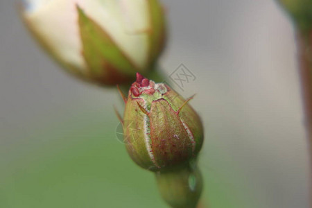 背景是一朵白色的玫瑰花图片