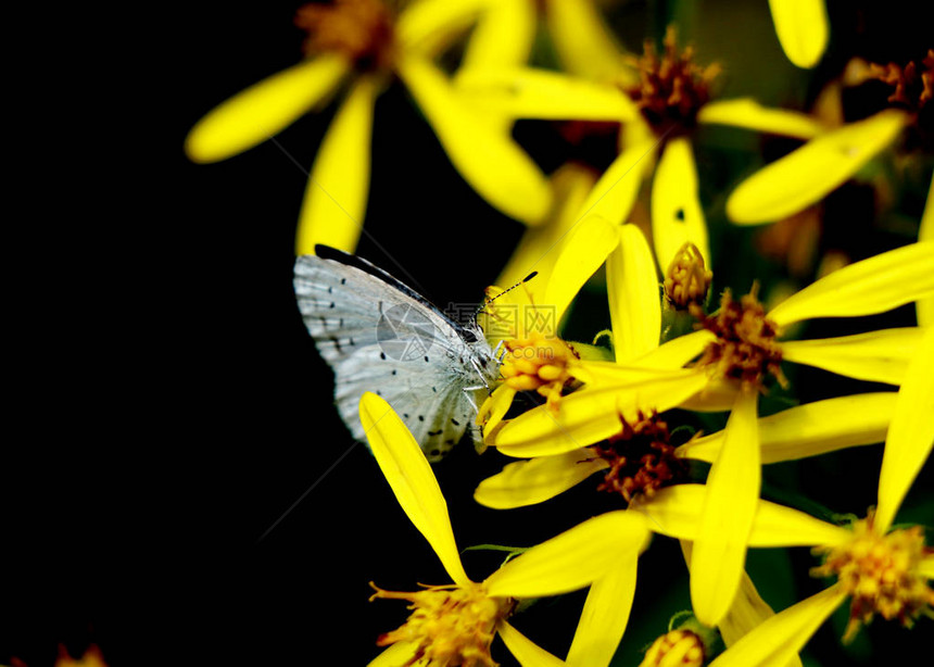 斯洛伐克山上黄花上的一只小蝴蝶叫Holl图片