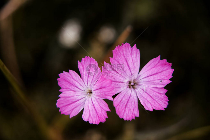 斯洛伐克玛拉法特拉草原的两朵美丽的Dianthussylv图片