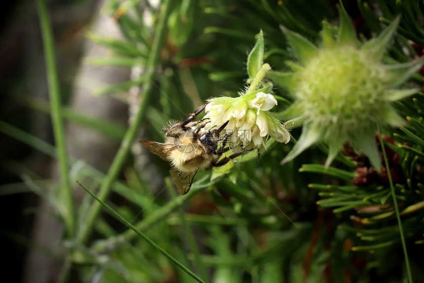 斯洛伐克草原上一只普通的卡德蜂坐着吃花粉美图片