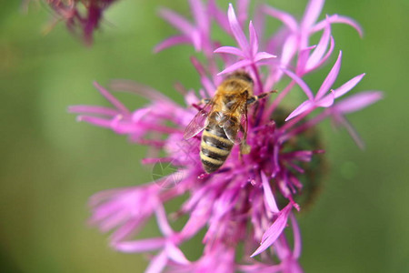 一只西方蜜蜂在斯洛伐克草原上传授红花粉背景图片