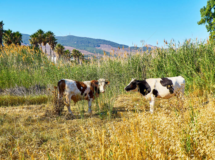 两只母牛在地中海景观的牧场上吃草图片