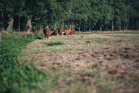 夏天草地上吃草的棕色奶牛群图片