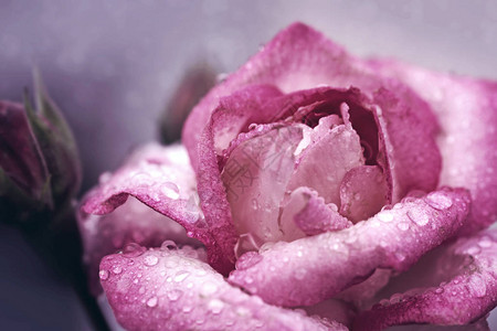 粉红玫瑰加水滴图片