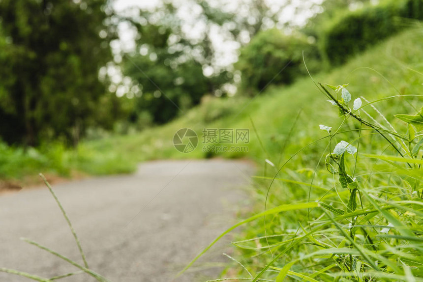 绿草地附近的沥青路图片