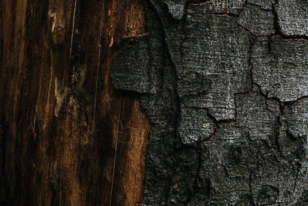 背景为破裂的树皮的全帧拍摄图片