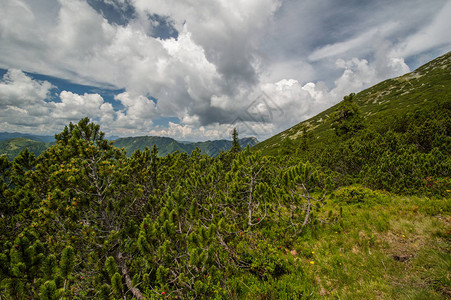 前景为常绿树木的山地景观风景图片