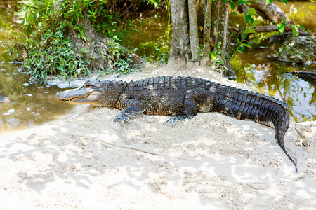 美国鳄鱼在佛罗里达韦特兰图片