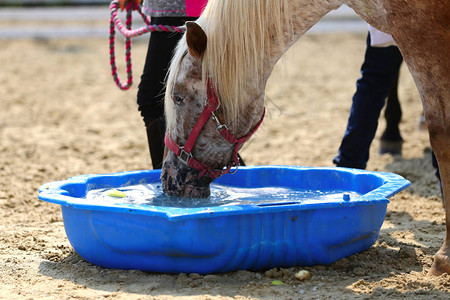 蓝色塑料桶中的年轻马匹饮用水图片