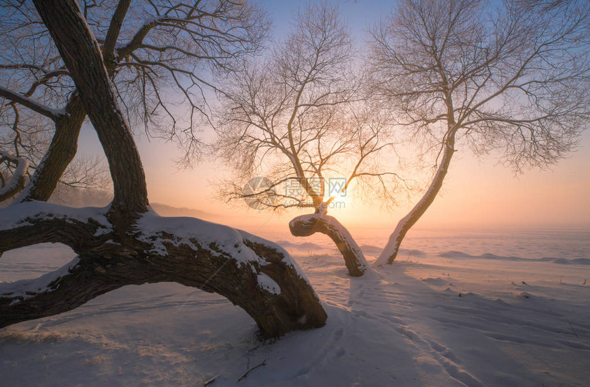 日落时冬树夜晚的阳光照亮雪和树枝图片