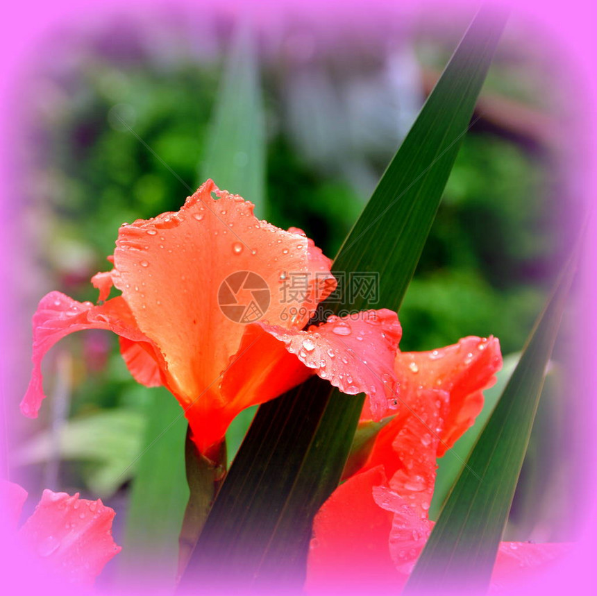 格拉迪奥卢斯夏日中花园的花真漂亮阳图片