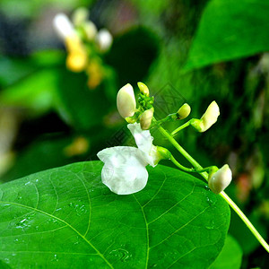 小豆夏日中花园的花朵真漂亮阳图片