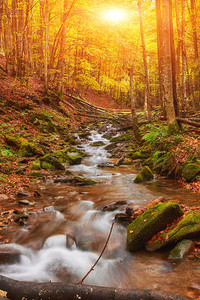 森林的秋水流黄金的秋季欧洲地貌图片