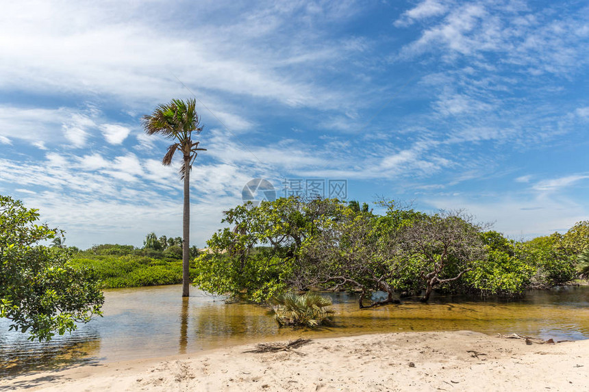 蓝天日落下棕榈树河流和白沙的异象景图片