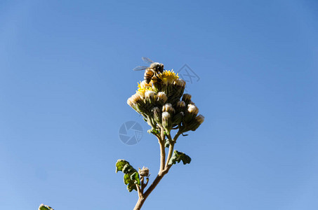 蜜蜂从黄色花朵中采集花粉的特写镜头图片