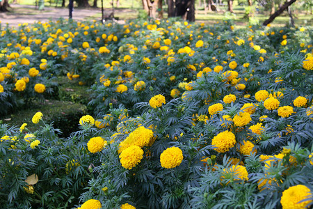 黄色花与绿色背景图片
