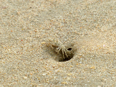 小鬼蟹在沙子里挖洞图片