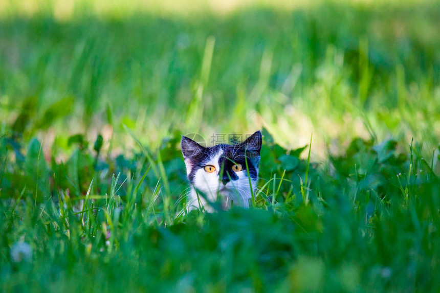 小猫在绿草地上带着美丽的黄眼睛在避图片