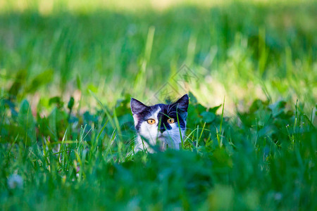 小猫在绿草地上带着美丽的黄眼睛在避图片