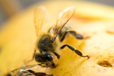 蜜蜂喝成熟苹果甜汁图片