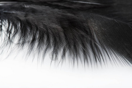 白色背景上的黑色羽毛羽毛鸡羽毛背景纹图片