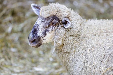 家庭羊Romeldale品种图片