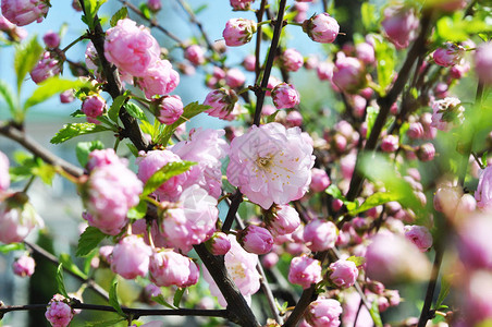 春天美丽的樱花盛开图片