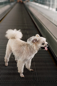 狗如此可爱的混合品种与西施博美犬和贵宾犬在travolator上旅行图片