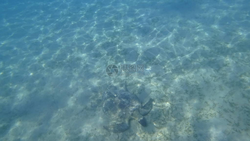 一只大型海龟在土耳其的两只附带条纹的雷莫拉身上游过蓝水图片