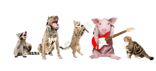 一群可爱滑稽动物音乐家在白色图片