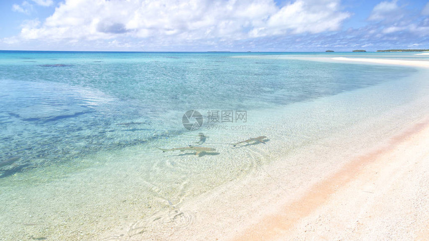 象天堂概念和雷拉一样的海岸线粉色沙子图片