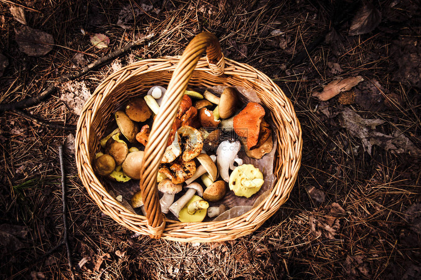 在森林里觅食的蘑菇柳条筐图片