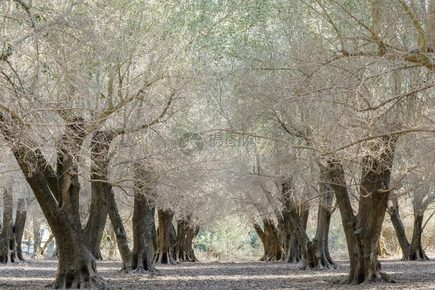 橄榄树果园美国加利福尼亚州图片