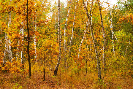 红色宁静的秋天森林图片