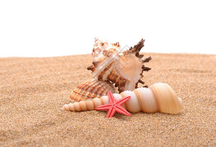 沙滩上的海星和贝壳图片