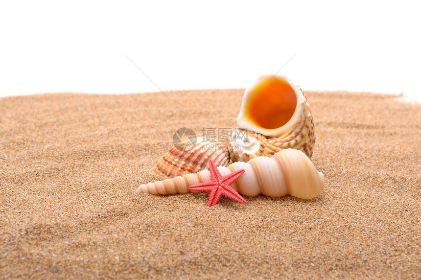 沙滩上的海星和贝壳图片