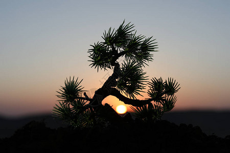 日落时关闭装饰树的视图Bonsai树图片