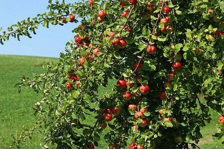 许多红苹果挂在苹果树上图片